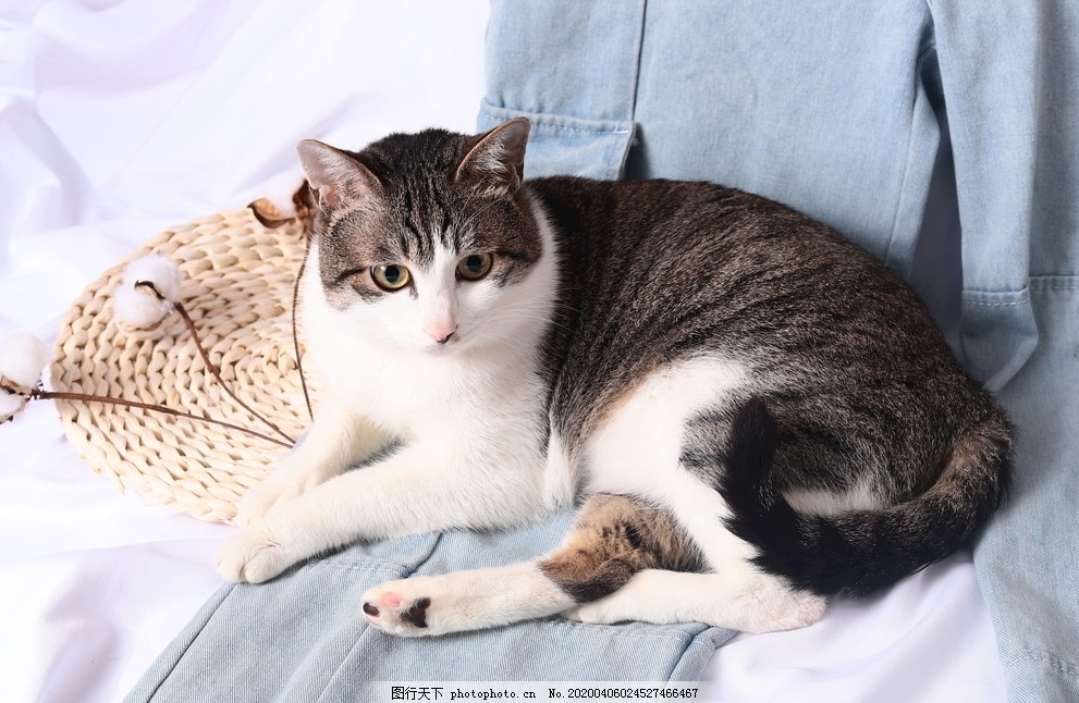 狸花猫猫咪图片_动物昆虫_自然风景-图行天下素材网