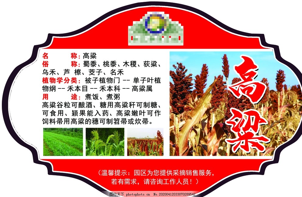 高粱,红色背景,文字,苗,花型,设计,PSD分层素材,100DPI,PSD