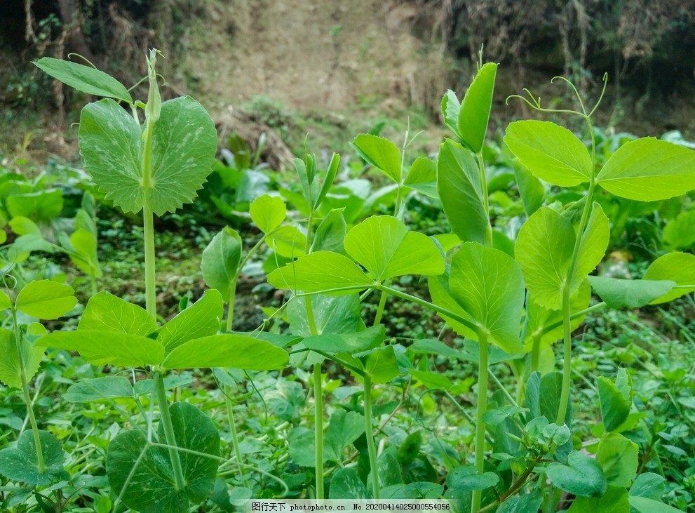 豌豆尖豌豆苗龙须菜菜地图片 蔬菜 生物世界 图行天下素材网