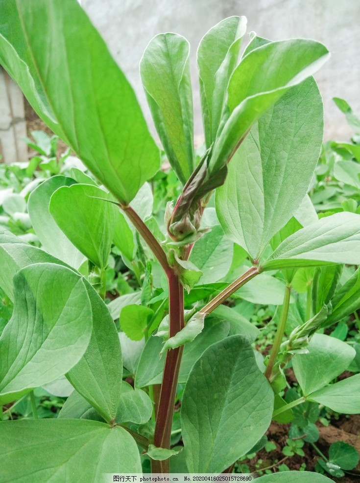 蚕豆胡豆菜园豆类田园图片 蔬菜 生物世界 图行天下素材网