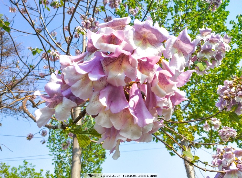 梧桐花图片 树木树叶 生物世界 图行天下素材网