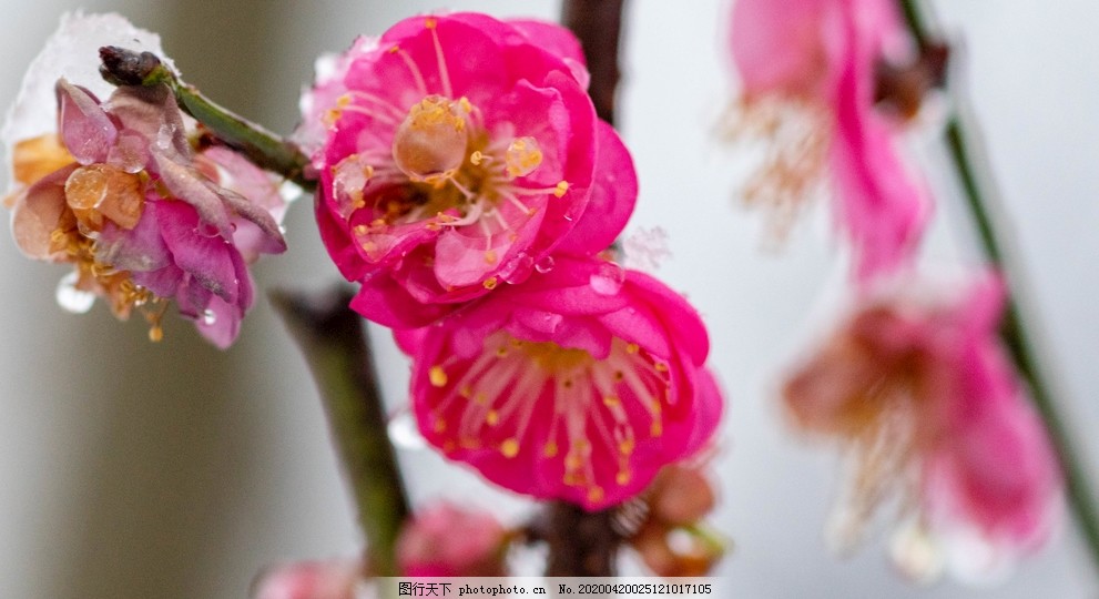 傲雪梅图片 花草 生物世界 图行天下素材网