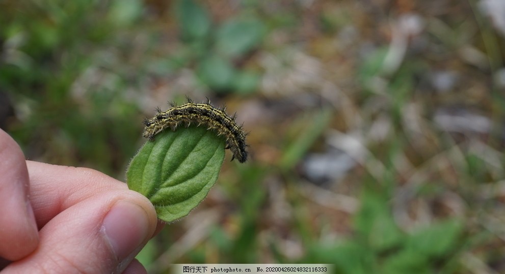 毛毛虫松毛虫图片 昆虫 生物世界 图行天下素材网