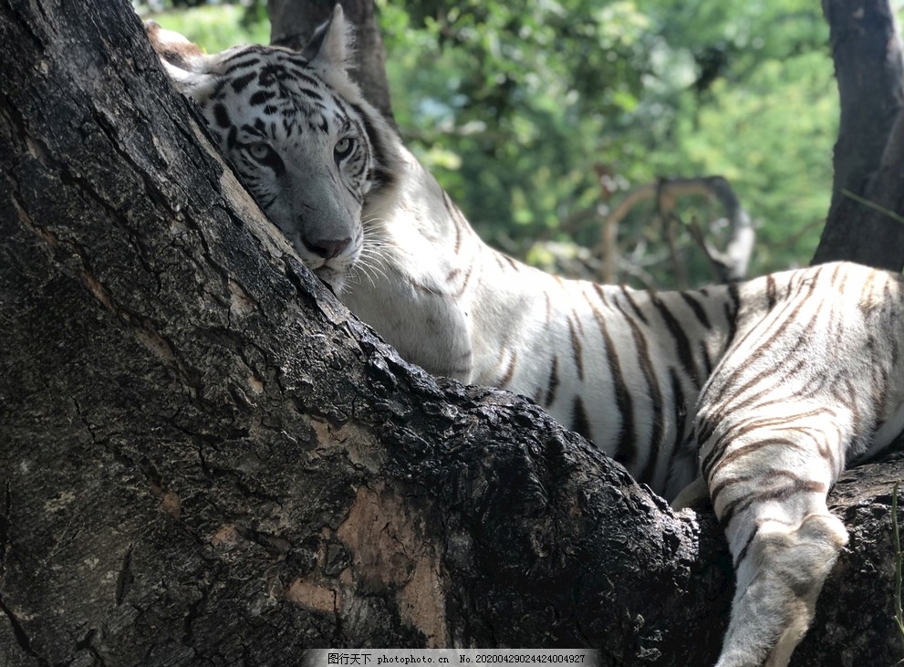 老虎在树上休息图片 野生动物 生物世界 图行天下素材网