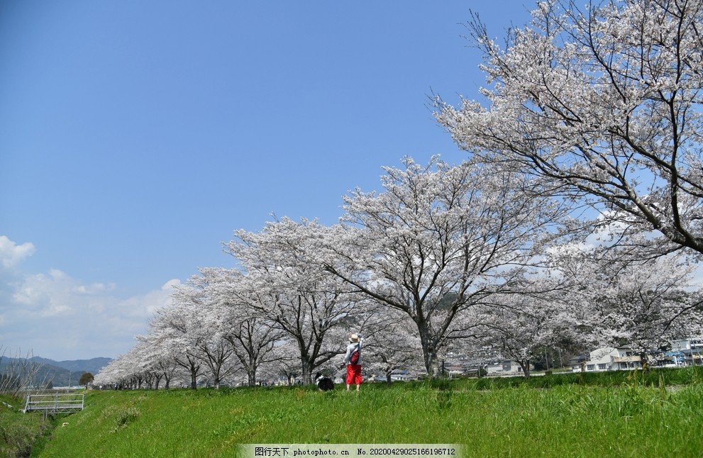 樱花树图片 花草 生物世界 图行天下素材网