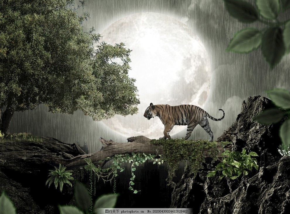 丛林虎图片 野生动物 生物世界 图行天下素材网