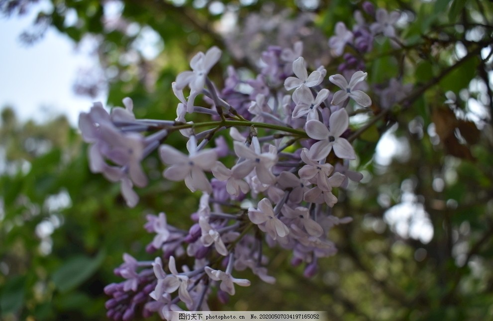 花海紫丁香花从花树图片 自然风景 自然景观 图行天下素材网