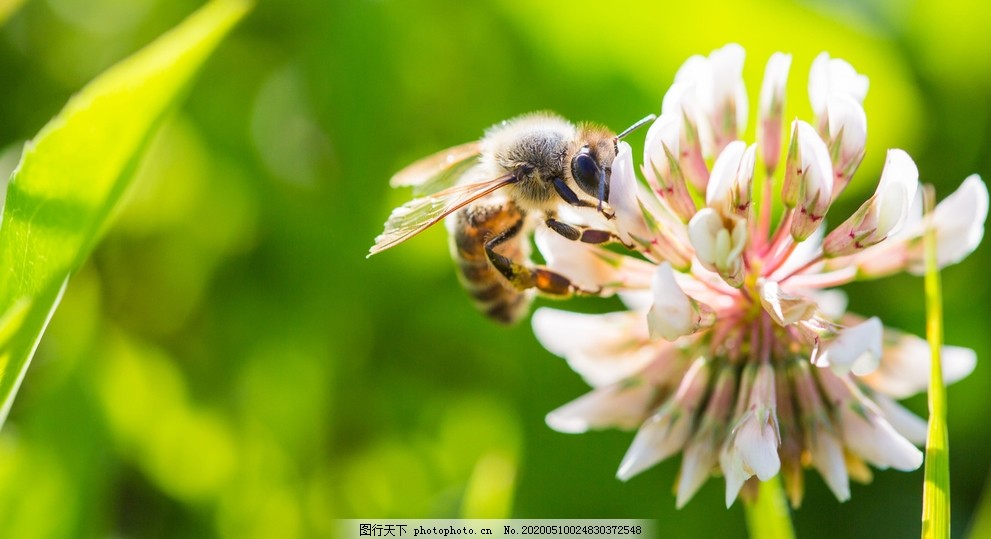 蜜蜂花间采蜜图片 昆虫 生物世界 图行天下素材网