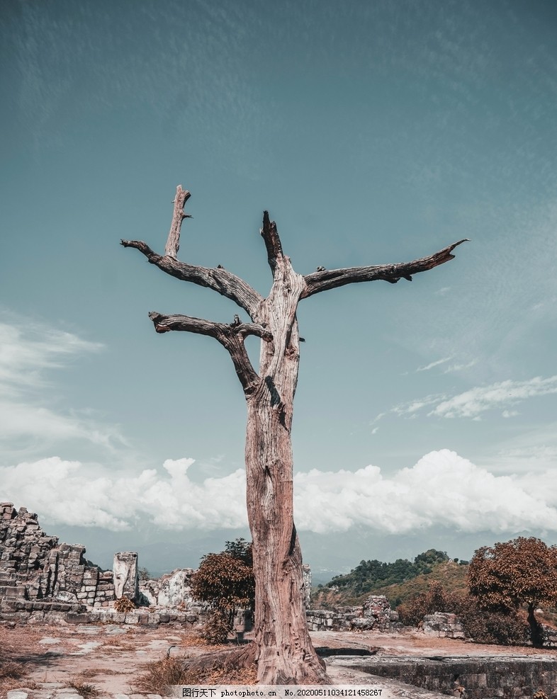 枯木图片 其他 自然风景 图行天下素材网