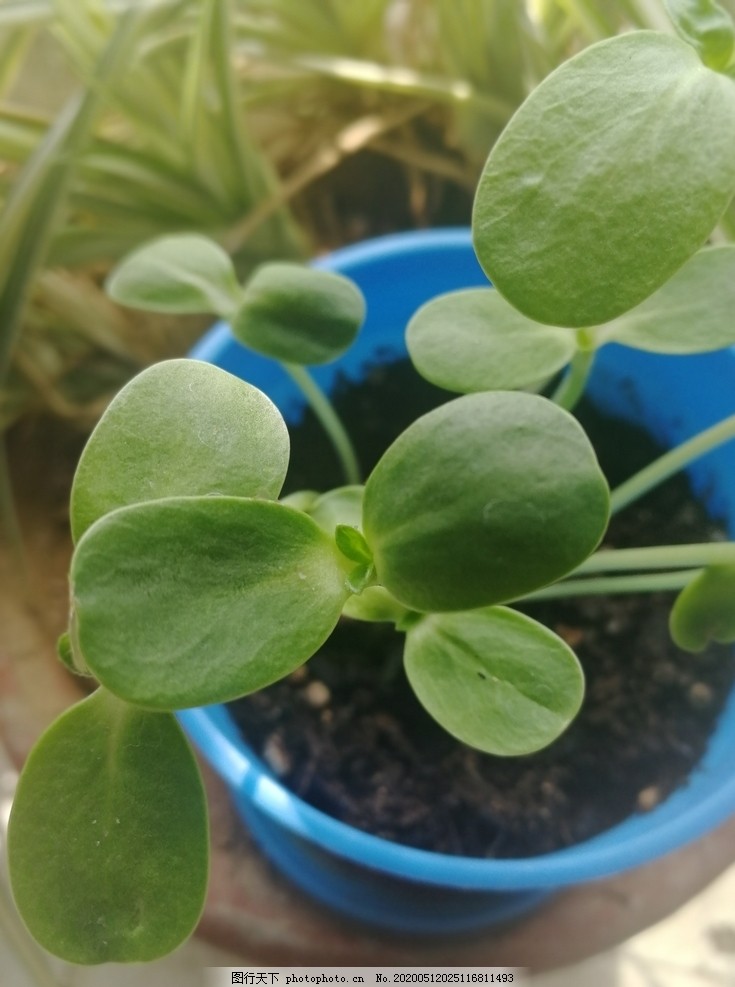 向日葵苗图片 花草 生物世界 图行天下素材网