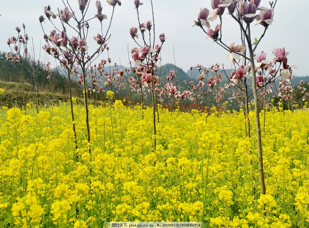 花卉