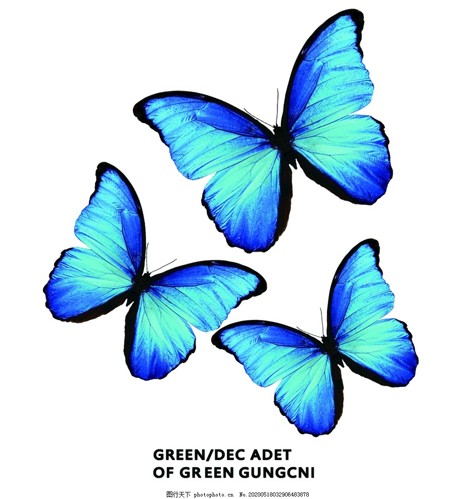 三只蓝蝴蝶图片_其他_背景底纹-图行天下素材网