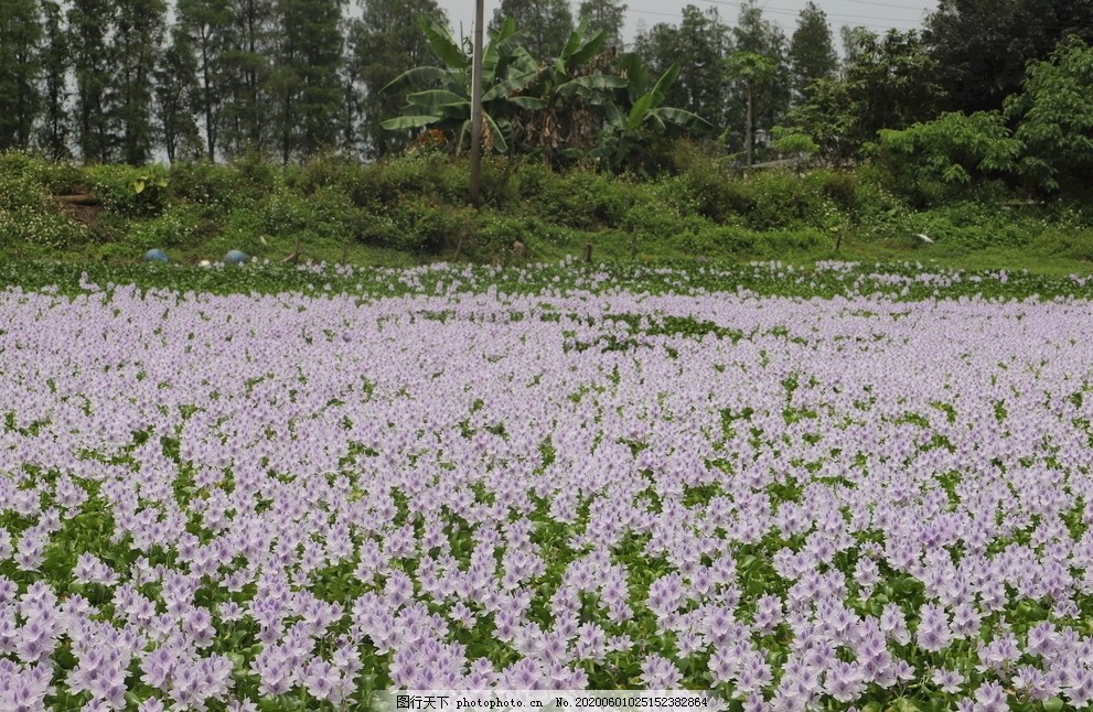 水草花图片 花草 生物世界 图行天下素材网