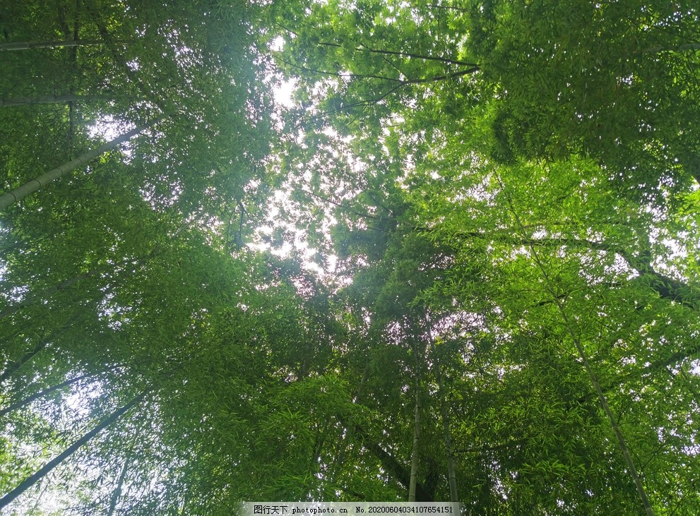 竹林图片 自然风景 自然景观 图行天下素材网