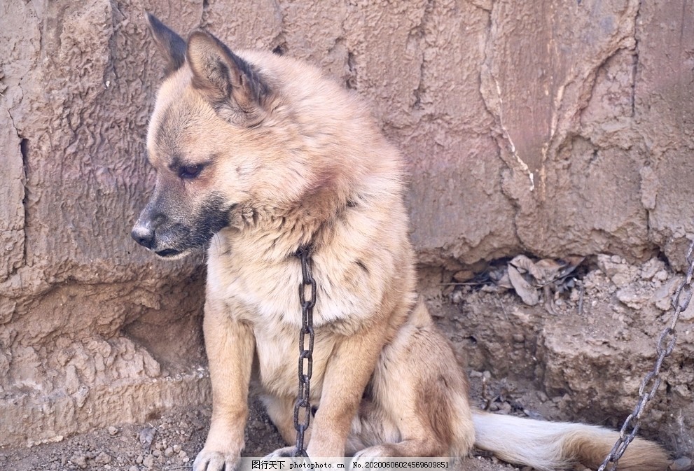 土狗图片_动物昆虫_自然风景-图行天下素材网
