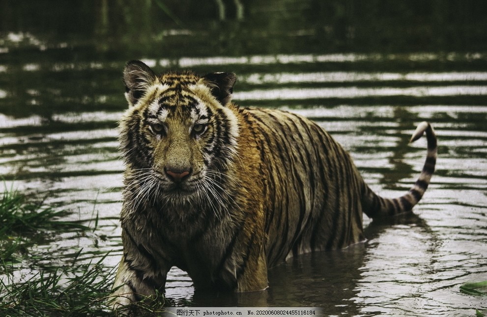 老虎猛虎虎子图片 野生动物 生物世界 图行天下素材网