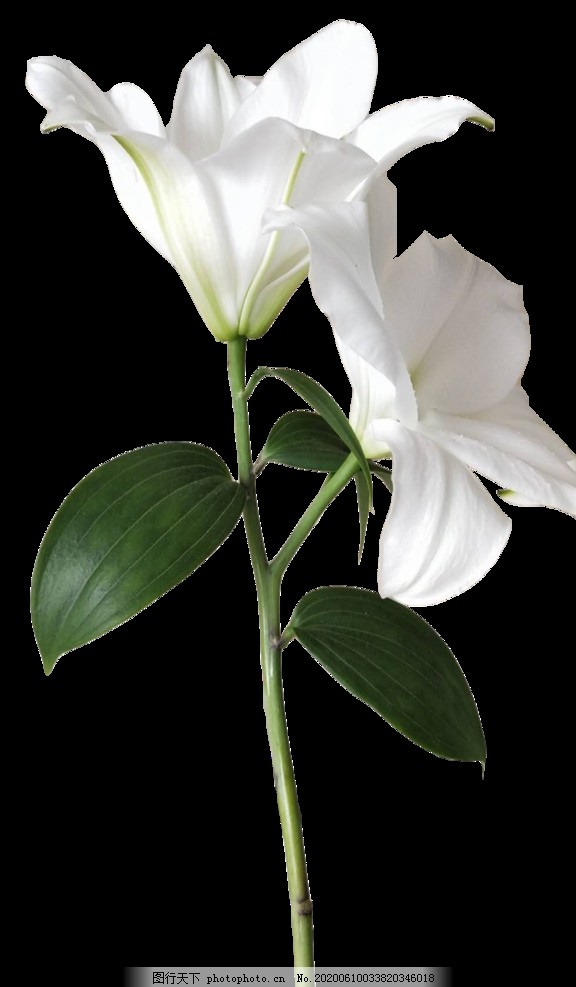 百合花图片_其他图片素材_其他-图行天下素材网