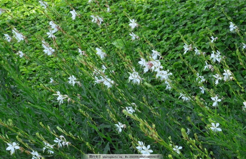 山桃草图片 花草 生物世界 图行天下素材网