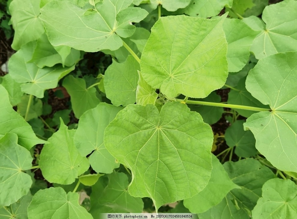 麻叶绿色植物学椿麻塘麻图片 田园风光 自然景观 图行天下素材网