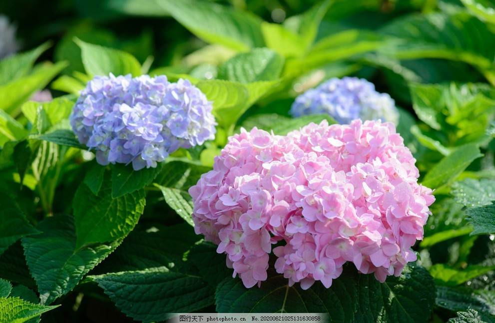 绣球花八仙花清新图片 花草 生物世界 图行天下素材网