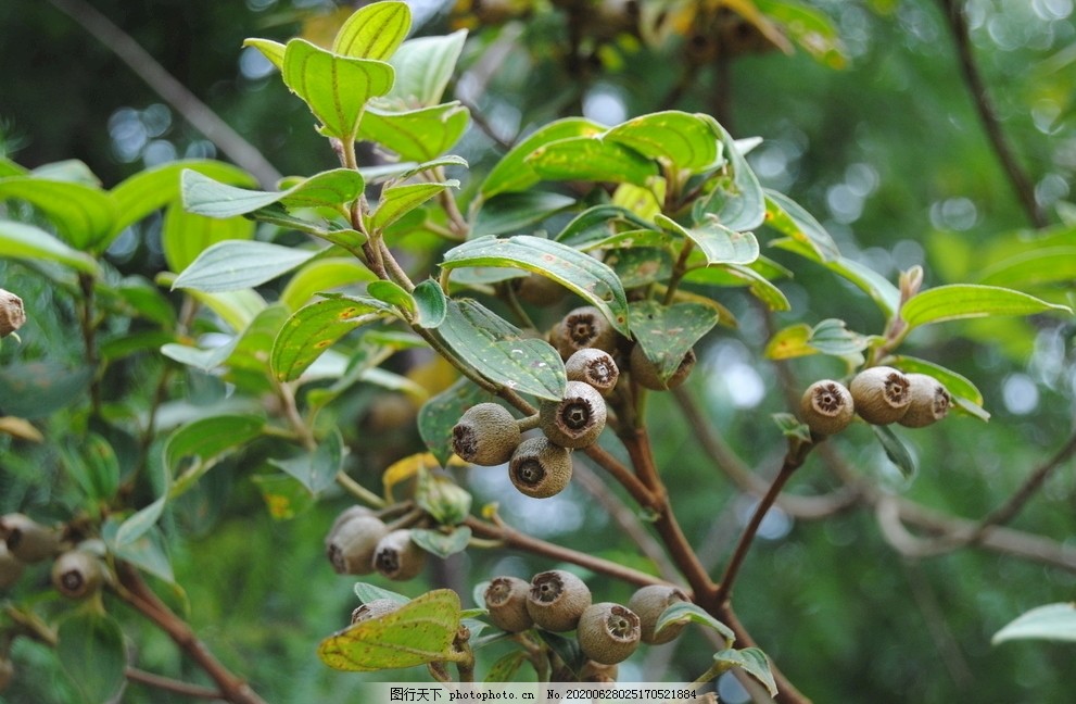 野牡丹果实图片 花草 生物世界 图行天下素材网